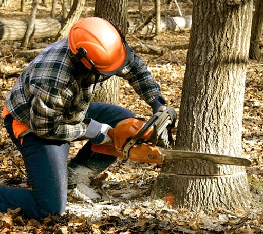 Tree Removal in Rumsey, KY
